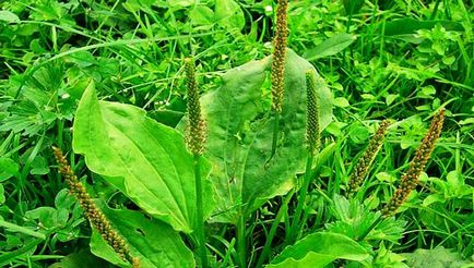 Cum sa tratezi hemoroizii cu eficienta metodei plantain, retete, proprietati