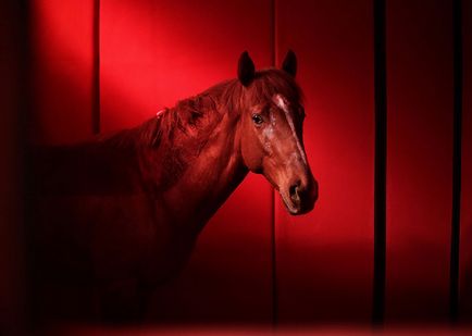 Cum au pregătit caii pentru Jocurile Olimpice din 2016, publicații, în întreaga lume