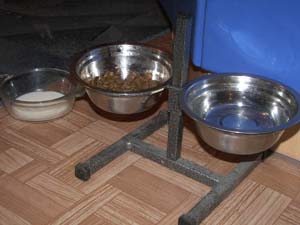 Як ми годуємо свою собаку, скотч-тер'єр в сибіру