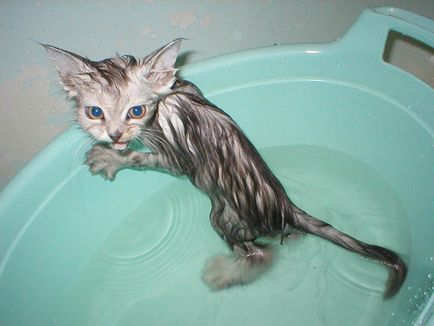 Як мити перську кішку паростки життя
