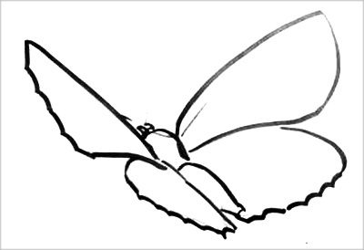 Cum să atragă un fluture în zbor