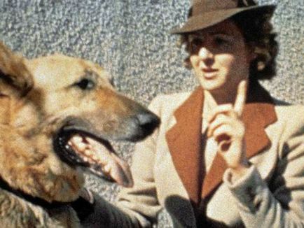 Cum naziștii au învățat câinii să citească, să scrie și să vorbească
