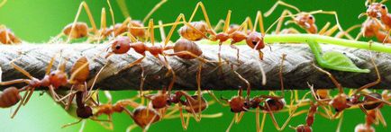 Hogyan lehet megszabadulni a hangyák saját nyaraló vagy kert
