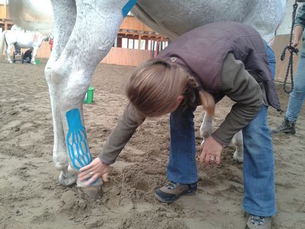 Hogyan lehet biztosítani a megfelelő ellátást, ha a ló lábát törte - fiziológiai teip Oroszország