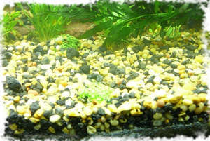 Який з грунтів краще для акваріума види, його розміщення в акваріумі і догляд за рослинами