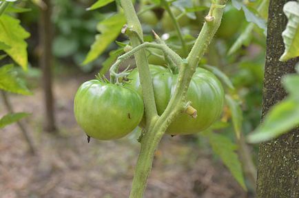 Cum de a patrona roșiile în sol deschis formarea de tomate prin pasyning