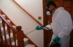 Cum de a pregăti un apartament pentru dezinsecție (distrugerea insectelor)