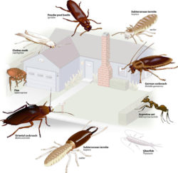 Як підготувати квартиру до проведення дезінсекції (знищення комах)