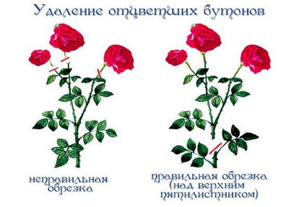 Cum să tăiați în mod corespunzător trandafirii în grădină