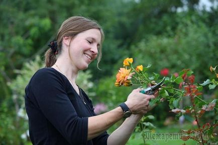 Cum să tăiați în mod corespunzător trandafirii în grădină
