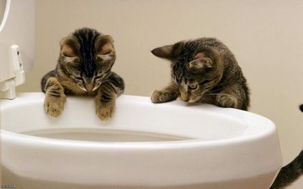 Як правильно організувати туалет для кількох кішок