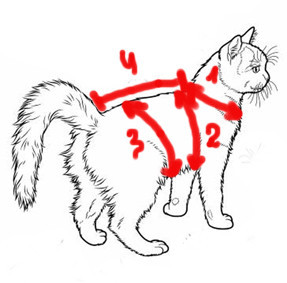Hogyan kell szedni a méréseket a kutyák és macskák számára szabás - tiszta macska - bútorok és ruhák