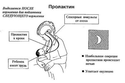 Як правильно зціджувати грудне молоко руками, масаж грудей перед сцеживанием