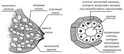 Як правильно зціджувати грудне молоко руками, масаж грудей перед сцеживанием