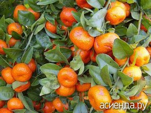 Hogyan kell tárolni a mandarin