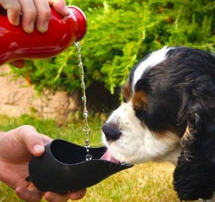 Cum de a proteja câinele de supraîncălzire în timpul verii