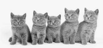 Як приймати пологи у кішки (британські, сфінскс), як допомогти кішці при передчасних пологах