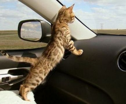 Hogyan tanítsuk meg a macskát az autó