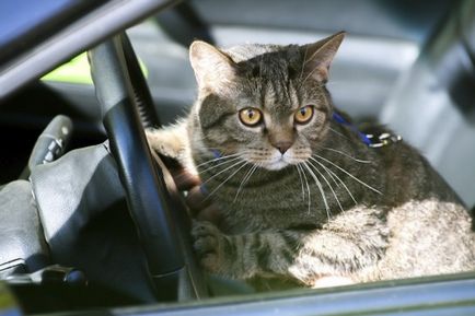 Cum să antrenezi o pisică la o mașină