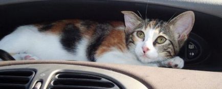 Як привчити кішку подорожувати на автомобілі