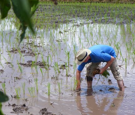 Cum să plantezi orez în Thailanda