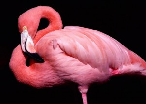 Cum sa faci flamingos din margele, margele, modele de tesut si broderie din margele