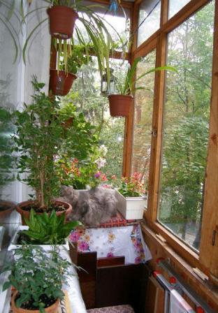 Як зробити на балконі домашню оранжерею - зелений оазис