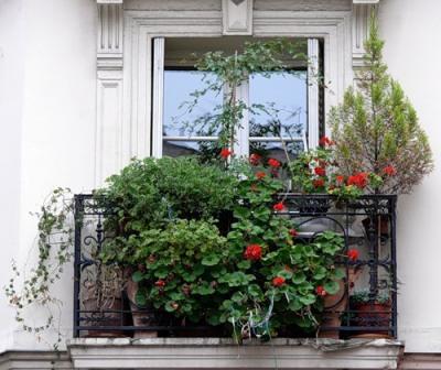 Cum se face o seră pe balcon - o oază verde