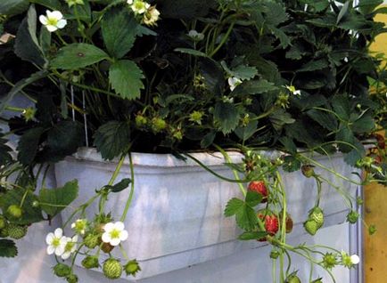 Cum se face o seră pe balcon - o oază verde