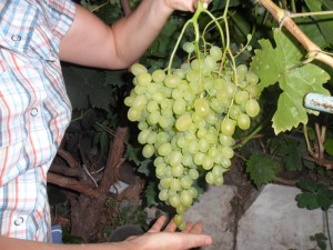 Як збирати грона винограду і зберігати на зиму в саду чи, в моєму городі