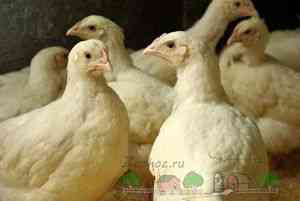 Як доглядати за курчатами в домашніх умовах - розведення домашньої птиці -if () - endif - каталог