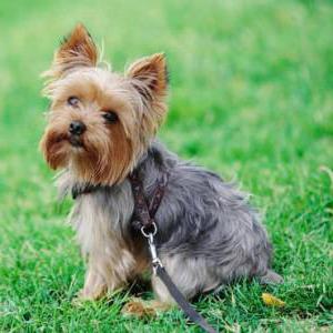 Cum de a alege alimente uscate pentru Yorkshire Terrier