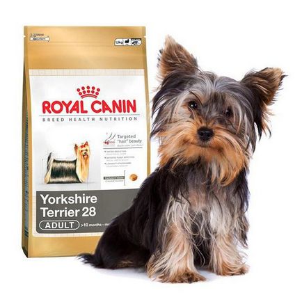 Cum de a alege alimente uscate pentru Yorkshire Terrier