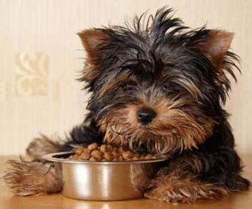 Cum de a alege alimente uscate pentru Yorkshire Terrier