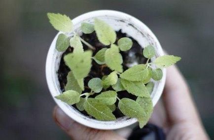 Cum să crească kiwi la domiciliu din semințe