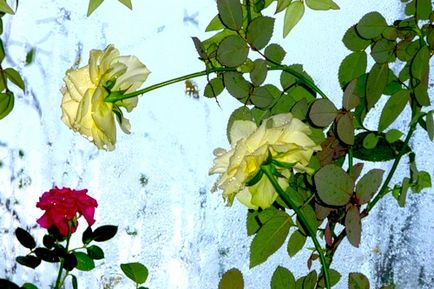 Як виростити кімнатні троянди, блог Людмили Новосьолова