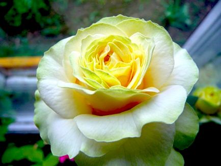 Як виростити кімнатні троянди, блог Людмили Новосьолова