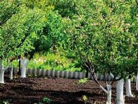 Як виростити персик в сибіру, ​​садівник (садиба)