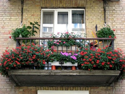 Cum să crești o petunie pe un balcon