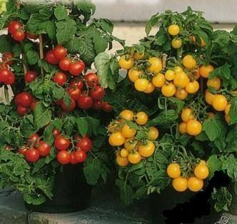 Як виростити помідори в відрі на дачі своїми руками