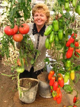 Как да растат домати в кофа в страната със собствените си ръце
