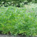 Cum să crească un tamarix în țară - plantarea și îngrijirea