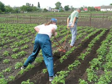 Cum să crești un cartof sănătos, oferindu-ți mâinile