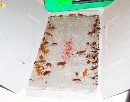 Cum să scoateți gândacii din apartament