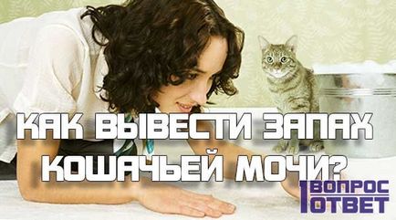 Cum să eliminați mirosul urinei de pisică acasă