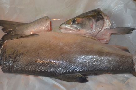 Як смачно посолити червону рибу лосось семужного засолу