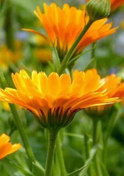 Calendula termesztés és gondozás