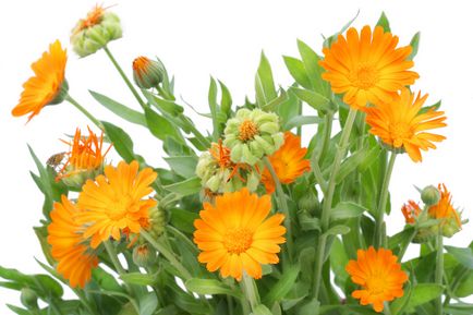 Calendula în creștere și grooming