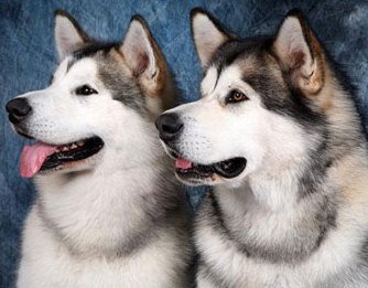 Kamchatka câine de sanie, Kamchatka husky