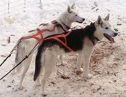 Kamchatka câine de sanie, Kamchatka husky